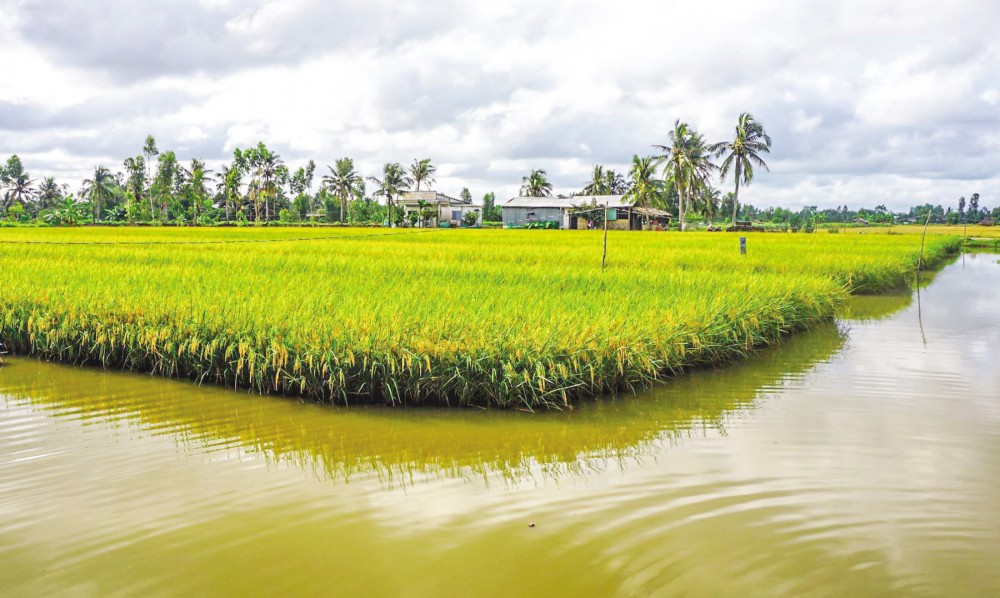 Dự án trồng lúa sạch chất lượng cao kết hợp nuôi tôm quảng canh