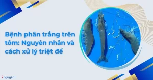 alt="dấu hiệu tôm bị bệnh phân trắng"