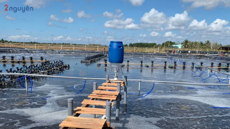 alt="cách xử lý tôm bị phân trắng"