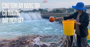 alt="cho tôm ăn bằng tay"
