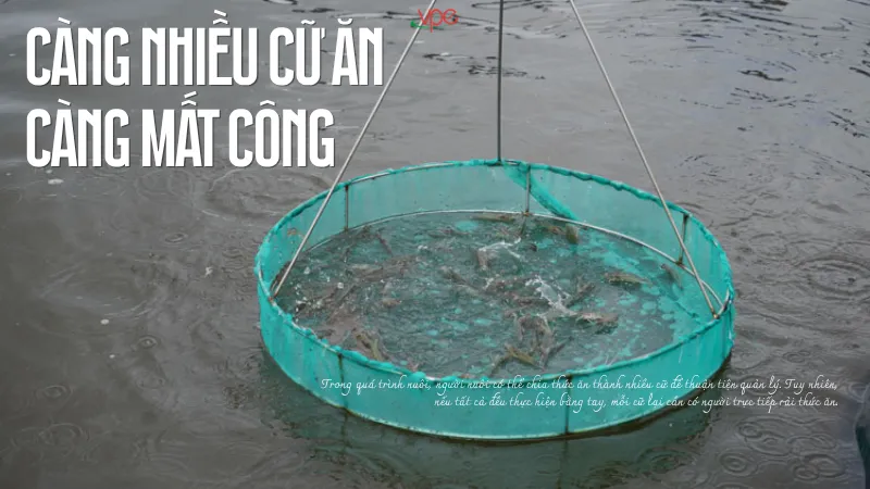 alt="cho tôm ăn+ càng nhiều cữ ăn càng bất công"