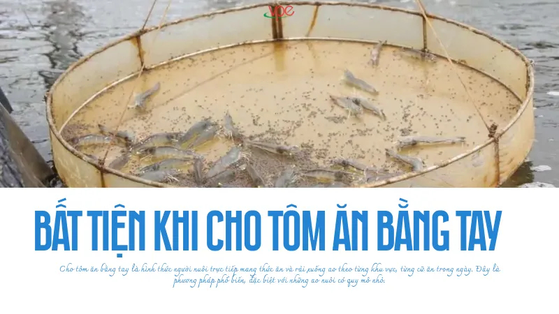 alt="bất tiện khi cho tôm ăn bằng tay"