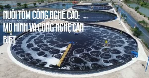 alt="nuôi tôm công nghệ cao"