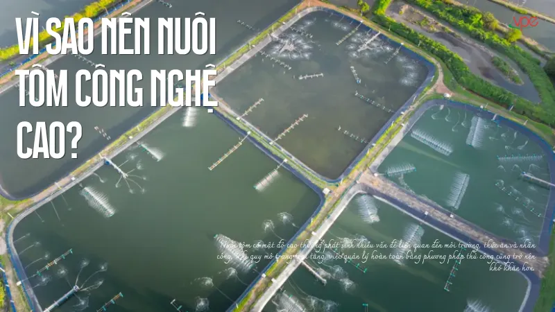 alt="vì sao nên nuôi tôm công nghệ cao"