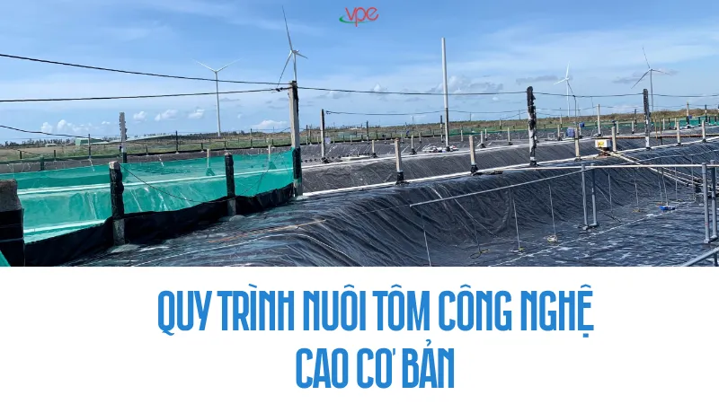 alt="quy trình nuôi tôm công nghệ cao"