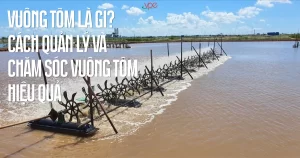 alt="vuông tôm là gì? cách quản lý và chăm sóc vuông tôm hiệu quả"