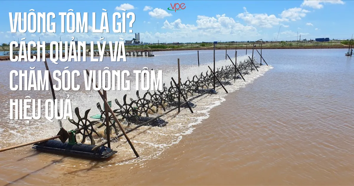 alt="vuông tôm là gì? cách quản lý và chăm sóc vuông tôm hiệu quả"