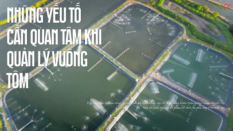 alt="những yếu tố cần quan tâm khi quản lý vuông tôm"