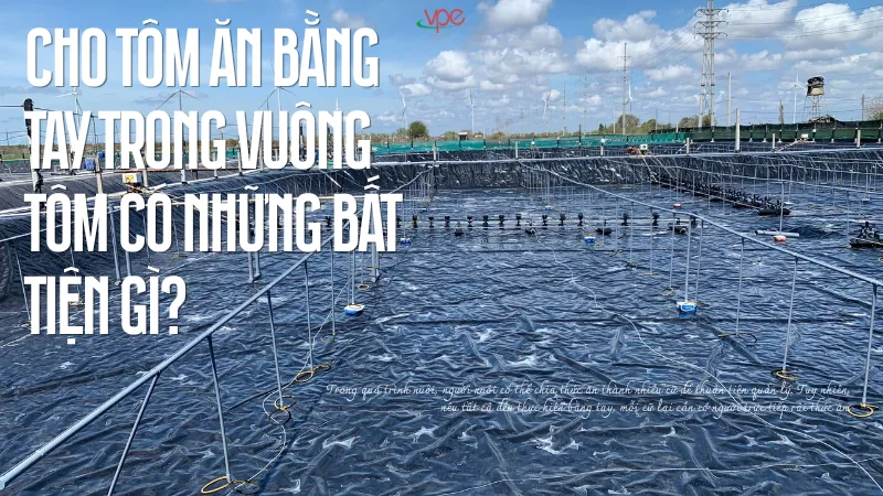 alt="cho tôm ăn bằng tay có những bất tiện gì"